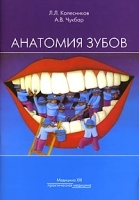 Анатомия зубов артикул 3911a.